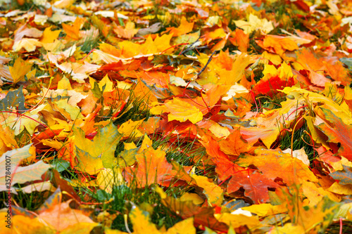 Autumn multicolored maple leaves lie on grass