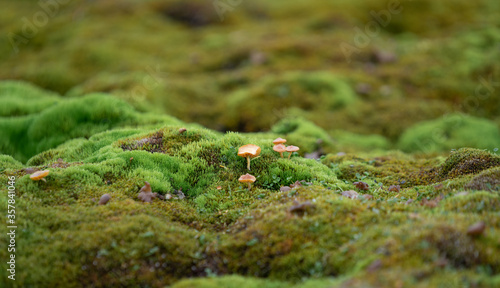 Wild Spitsbergen mushroom surrounded my moss.