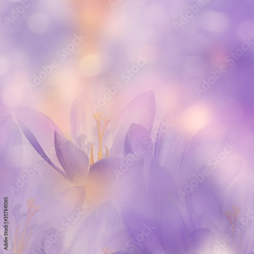 Crocus Spring Flowers for background  soft focus