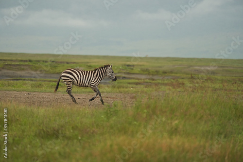  Plains zebra Equus quagga- Big Five Safari Black and white Stripped