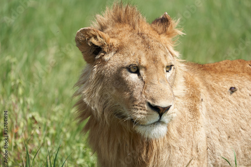A Young Lion in the morning sun of Ngorongoro crater Serengeti