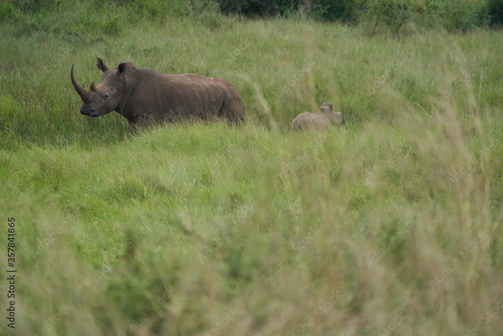 Rhino Baby and Mother- Rhinoceros with Bird Black rhinoceroshook-lipped rhinoceros Diceros bicornis Rhino Baby and Mother- Rhinoceros with Bird Black rhinoceroshook-lipped rhinoceros Diceros bicornis