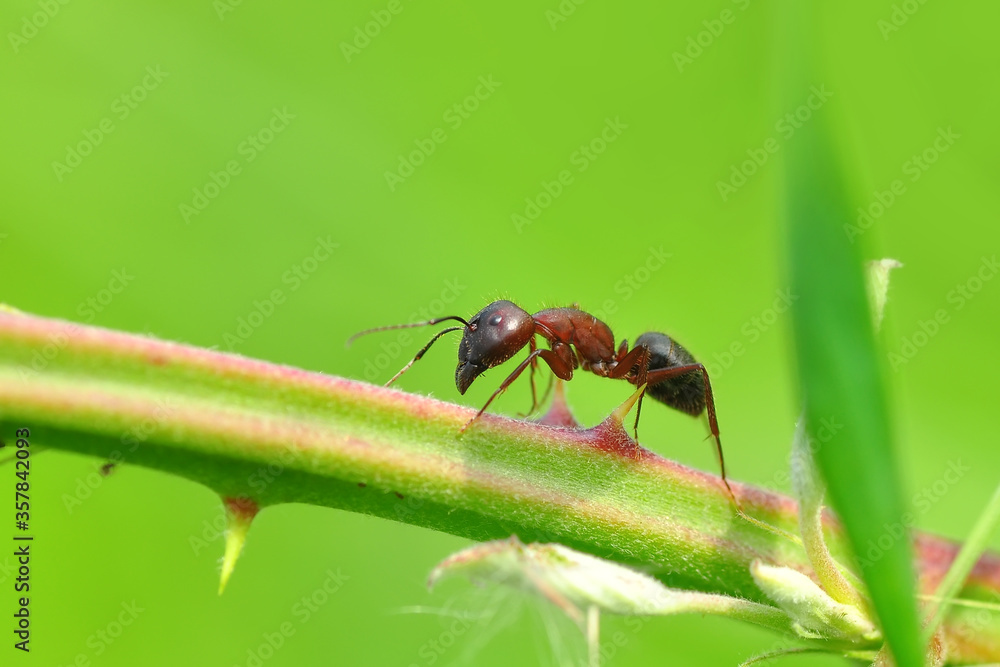 Beautiful Strong jaws of red ant close-up Beautiful Strong jaws of red ant close-up