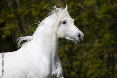 Wallpaper Mural Schimmel Vollblutaraber Hengst auf der Weide Torontodigital.ca