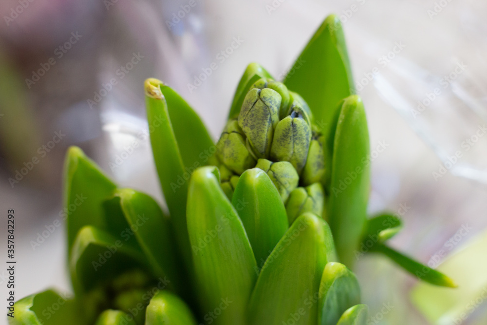 macro photography of young hyacinth sprouts macro photography of young hyacinth sprouts