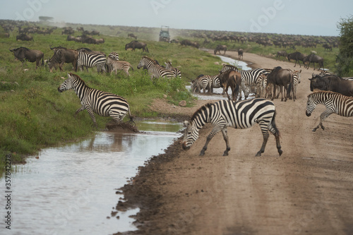  Plains zebra Equus quagga- Big Five Safari Black and white Stripped Great Migration Serengeti