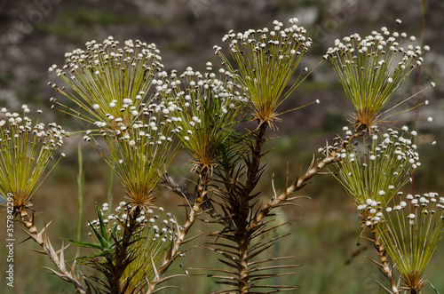 Flor Sempre Viva, Vale do Jequitinhonha, Minas Gerais, Brasil