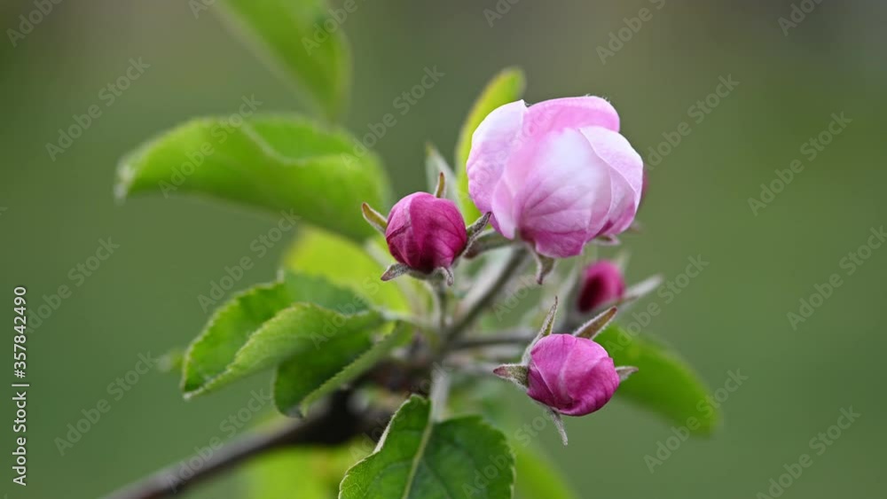 Pink and white apple blossom Pink and white apple blossom