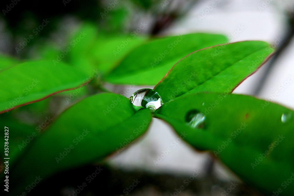 雨上がりの水滴が数滴のった葉
雨上がりの水滴が数滴のった葉