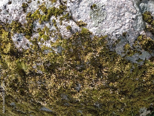 Moss on a granite boulder