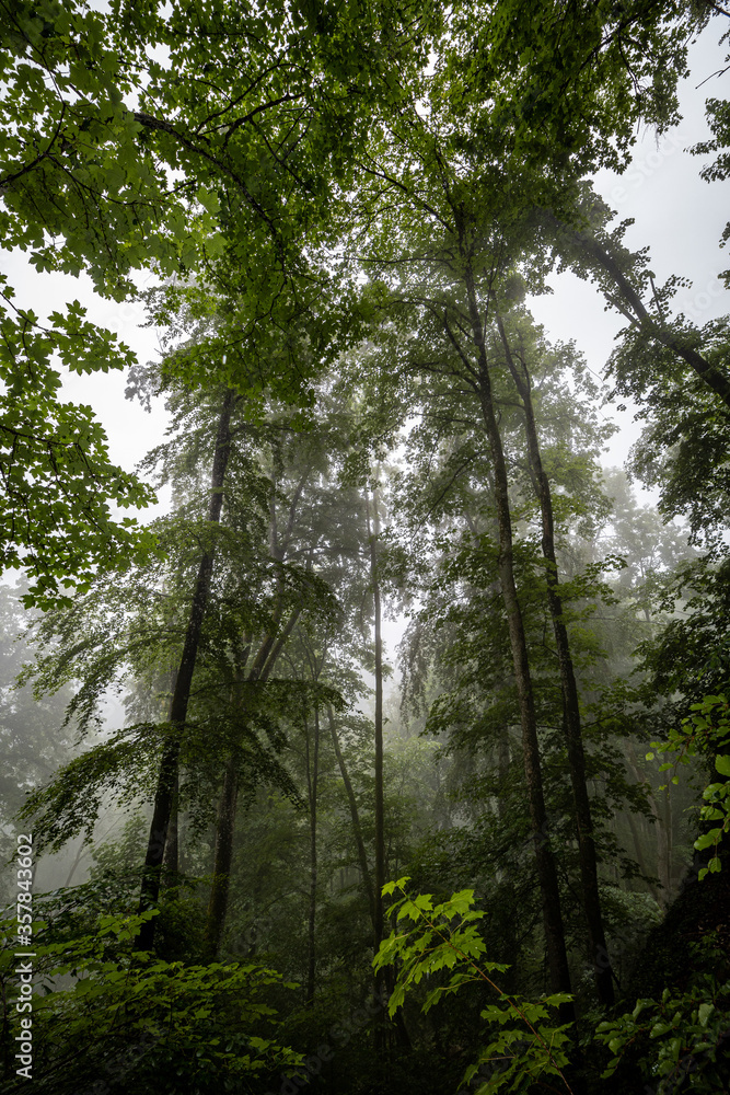 german green forest in the rainy mist with brilliant colors