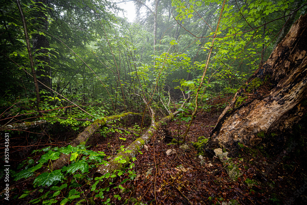 german green forest in the rainy mist with brilliant colors german green forest in the rainy mist with brilliant colors