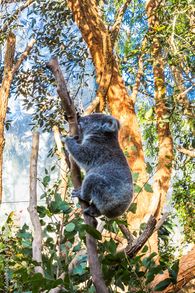 Obraz premium Holiday in Australia view of Animal in Sydney Zoo view