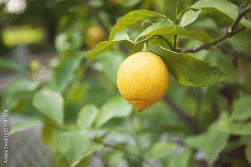 Ripe lemon fruit on a tree in the garden