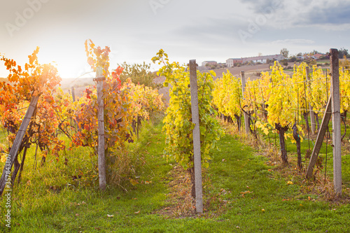 Abandoned plantation of old vineyard in the autumn