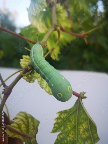 green Worm on a branch