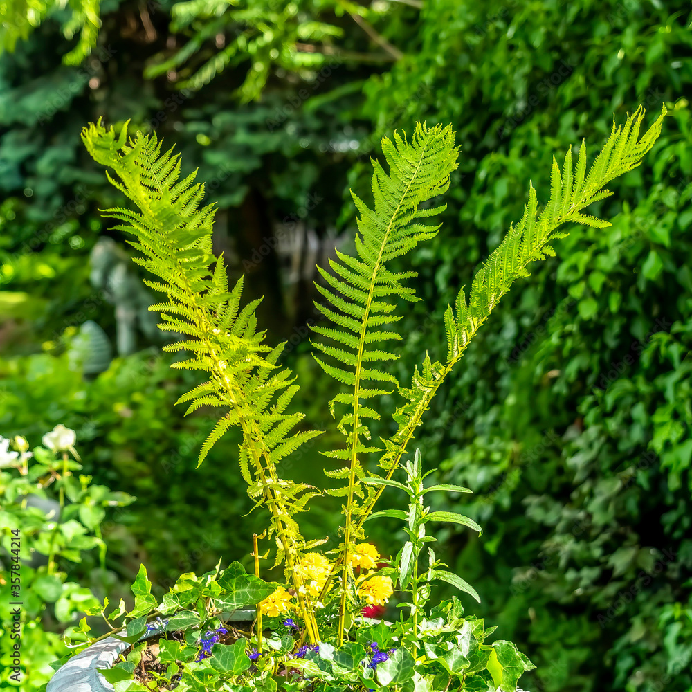 Square Flourishing natural fresh green fern on a stone garden pot against lush foliage