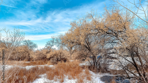 Panorama Brown grasses and trees with leafless branches on snow covered land in winter