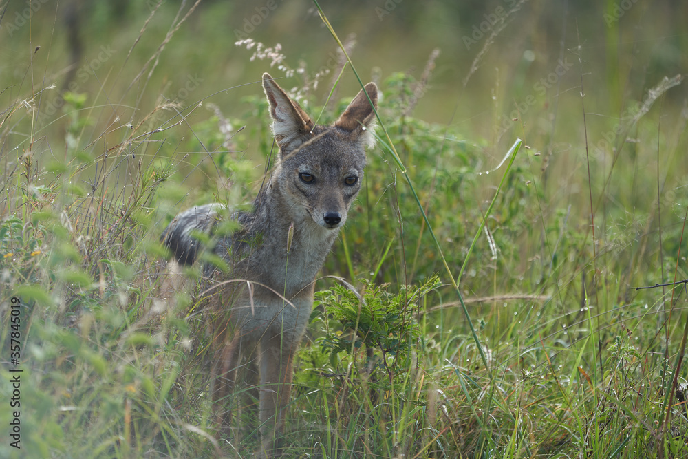 Fototapeta premium Golden Jackal Canis Aureus Safari Wild Portrait