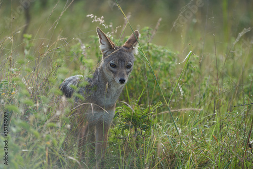 Golden Jackal Canis Aureus Safari Wild Portrait