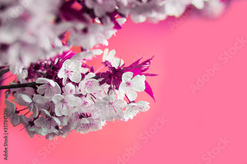 Banner with flowering tree branch  copy space