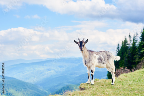 Close up of beautiful mammal animal standing on green grass, breathtaking mountain scenery on background. Rocky mountain goat posing, looking at camera in warm sunny summer day, cloudy sky.