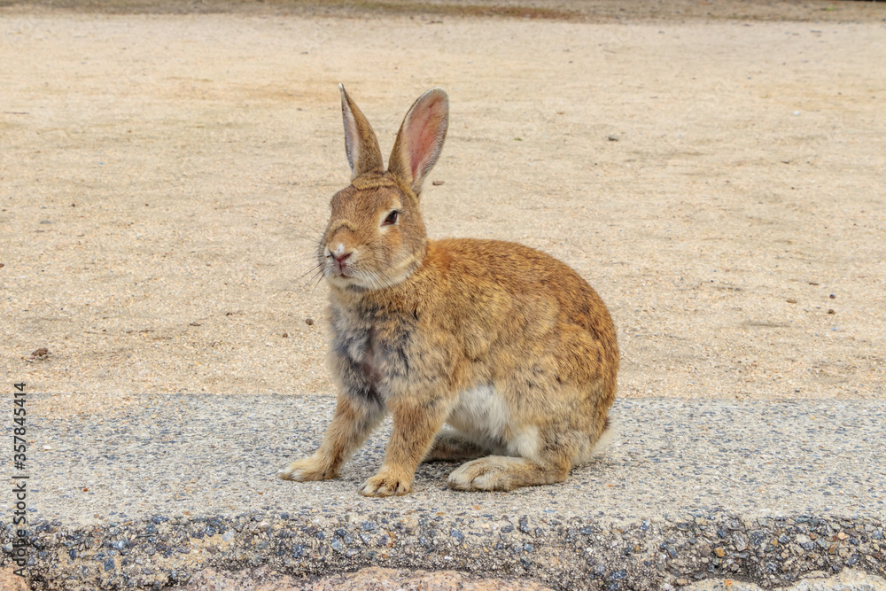 大久野島のうさぎ 広島県竹原市
Rabbits Okunojima Island Hiroshima Takehara city 大久野島のうさぎ 広島県竹原市
Rabbits Okunojima Island Hiroshima Takehara city