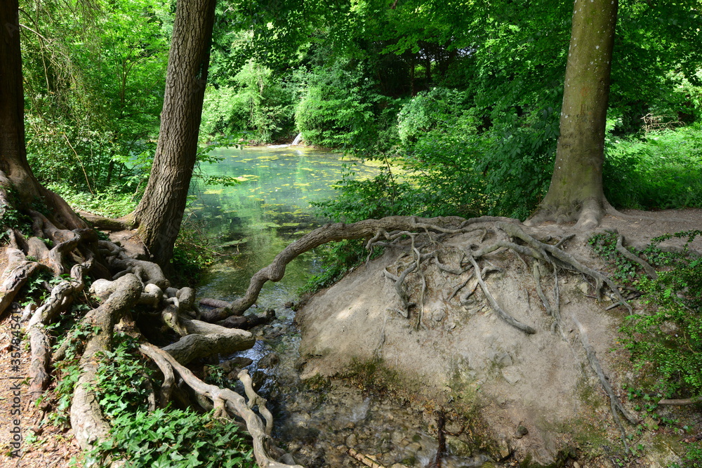 Fototapeta premium Tree roots at a pond in Surrey.