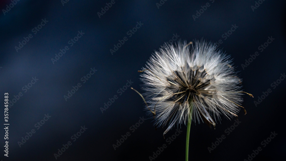 closeup od dandelion flower with dark background