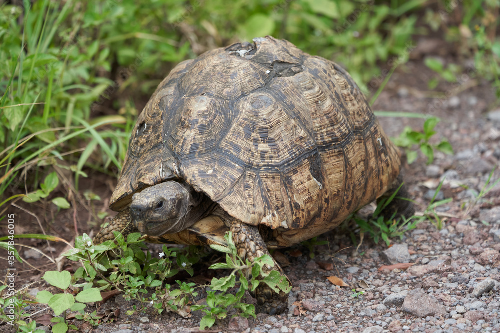 Leopard tortoise Stigmochelys pardalis Africa Kenya Tanzania large and attractively marked found in the savannas Leopard tortoise Stigmochelys pardalis Africa Kenya Tanzania large and attractively marked found in the savannas