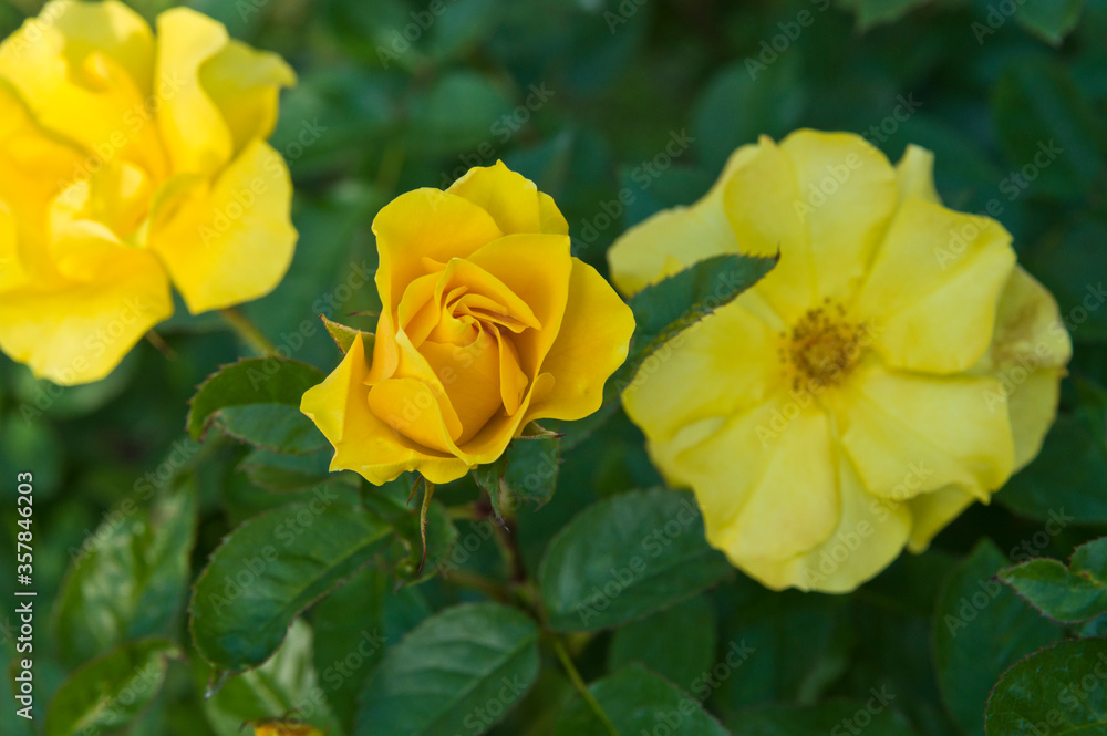 The name of these roses is The name of these roses is