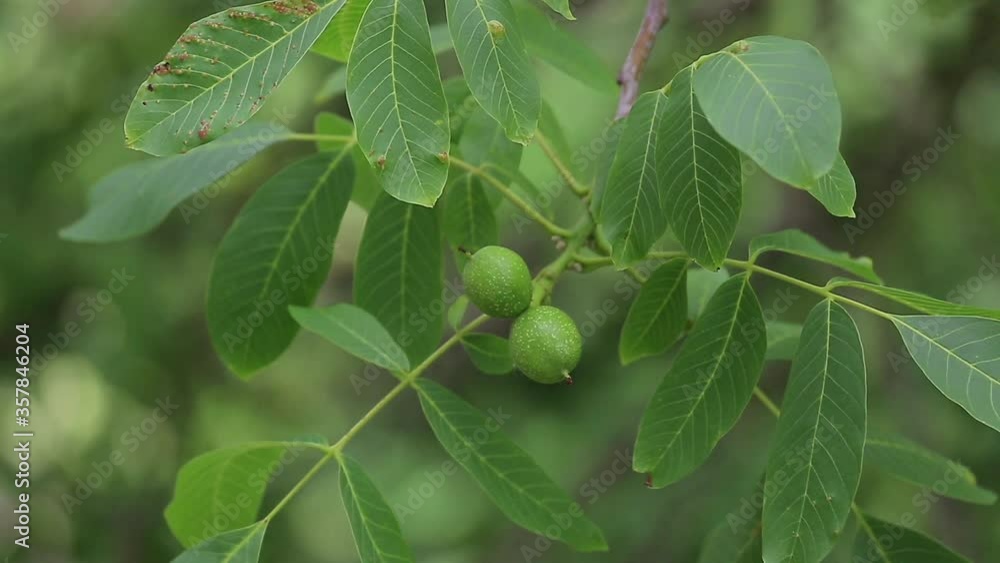 Green walnuts ripen on a branch of a tree with green leaves. Leaf affected by the disease. Green walnuts ripen on a branch of a tree with green leaves. Leaf affected by the disease.
