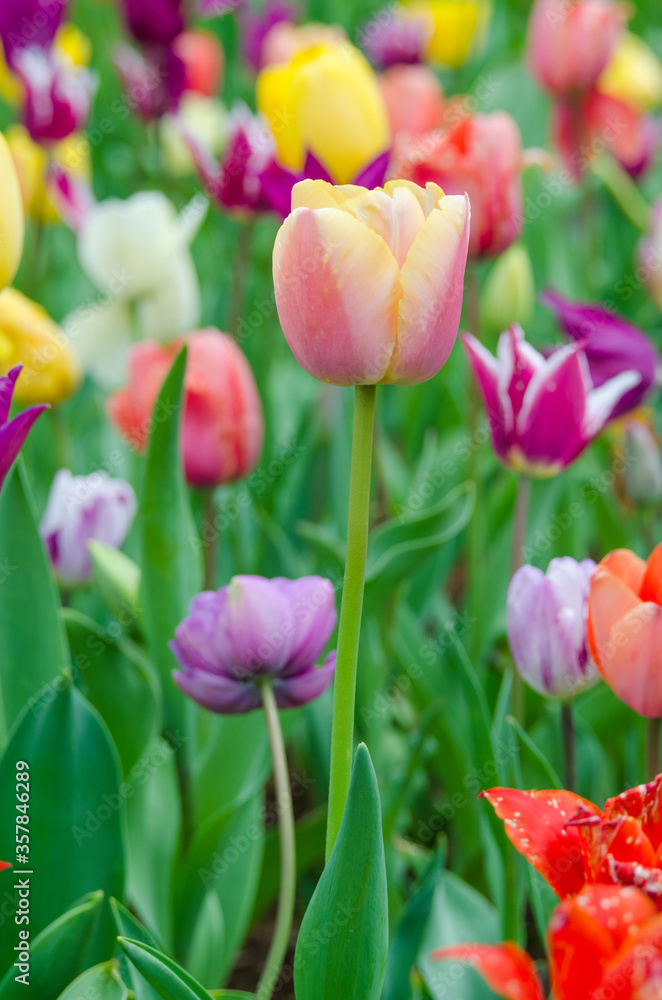 Colorful of tulips in Japanese Tulip garden.