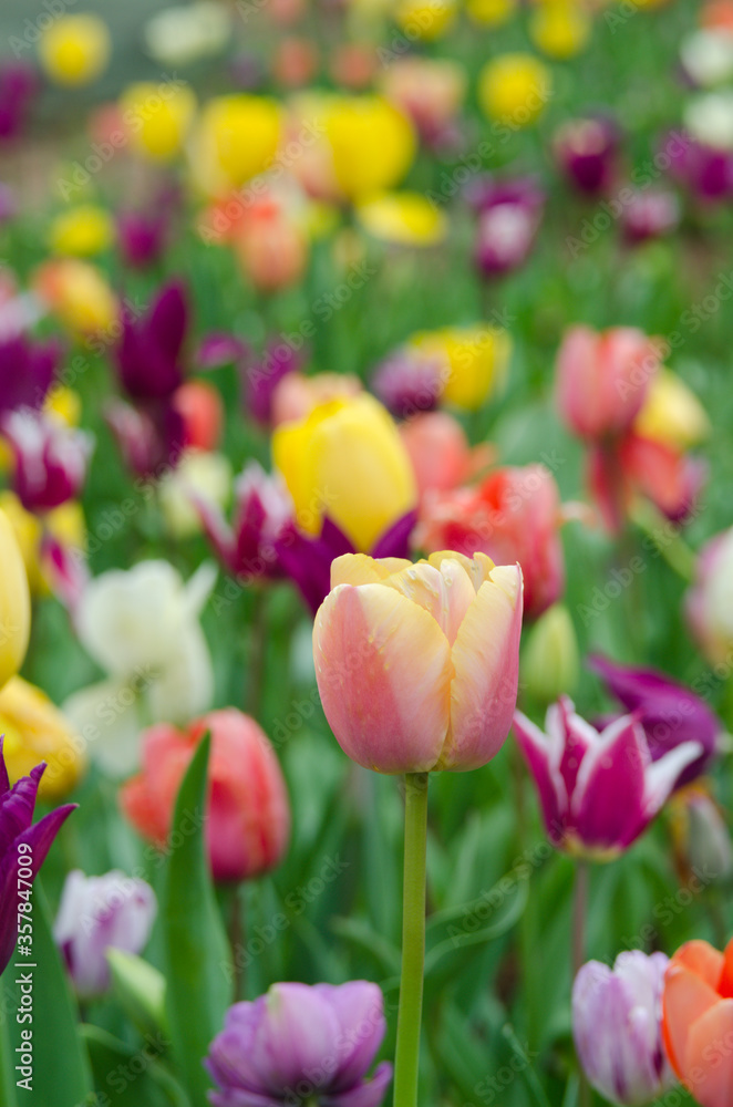 Fototapeta premium Colorful of tulips in Japanese Tulip garden.