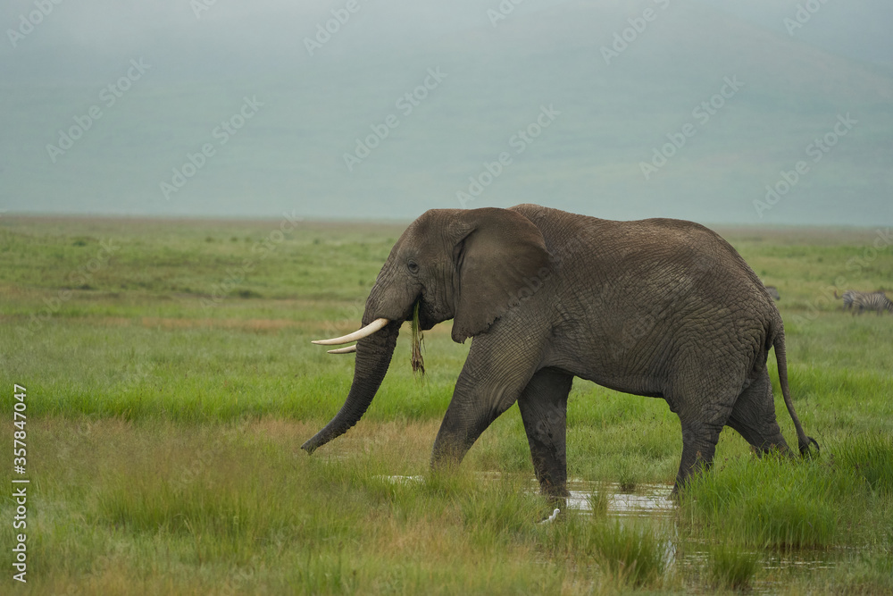Obraz premium Elephant Big Huge Tusker Amboseli - Big Five Safari -Baby African bush elephant Loxodonta africana