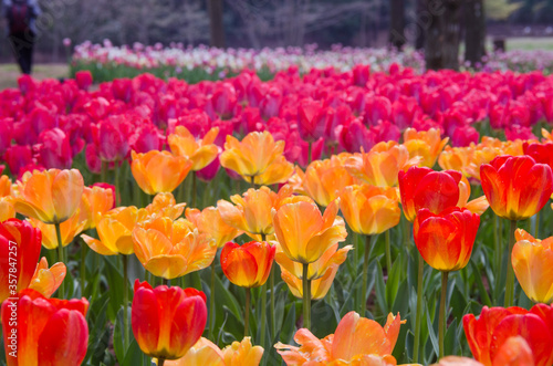 Colorful of tulips in Japanese Tulip garden.