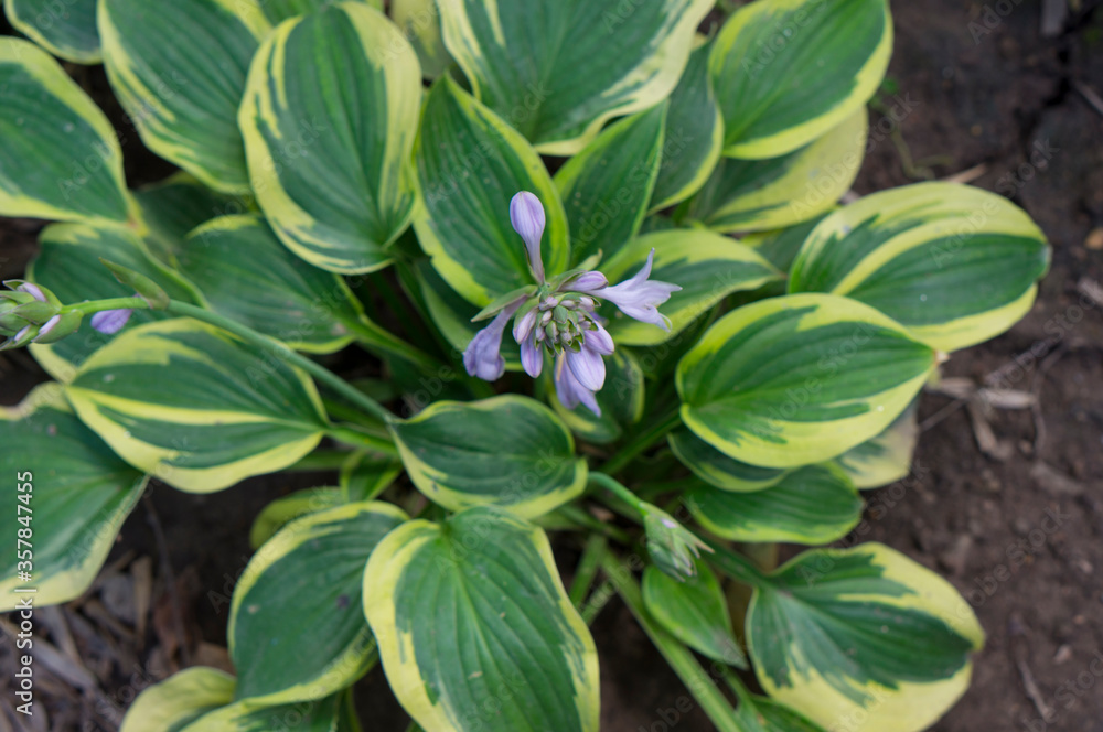 Beautiful wild blue flowers. Wild flowers Beautiful wild blue flowers. Wild flowers