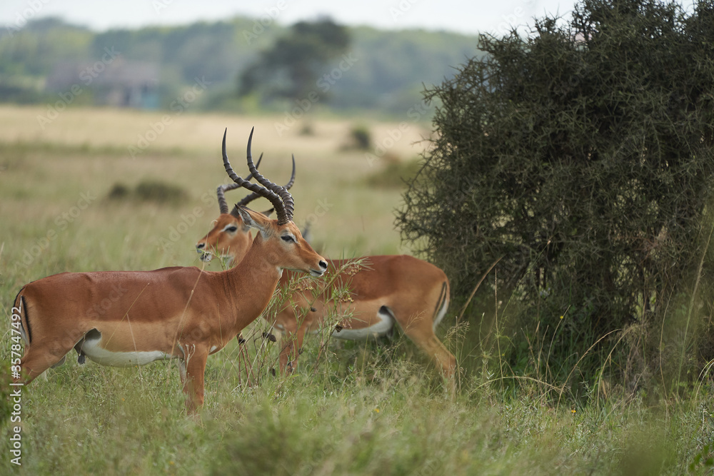 Impala Group Impalas Antelope Portrait Africa Safari Impala Group Impalas Antelope Portrait Africa Safari