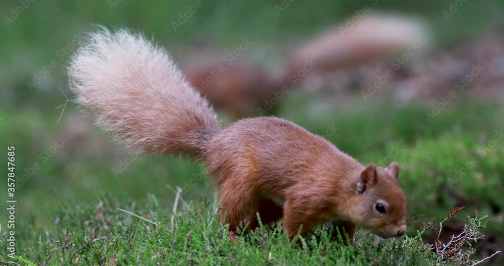Red squirrel, Sciurus vulgaris, close view within heather/woodland landscape with white tail in Scotland, cairngorms national park. With tufted ears eating and searching for food.