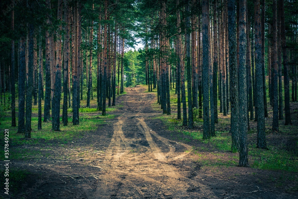 Fototapeta premium road in the woods