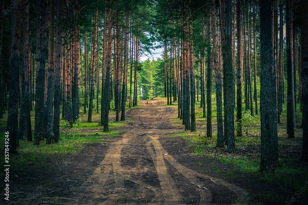 Fototapeta premium road in the woods