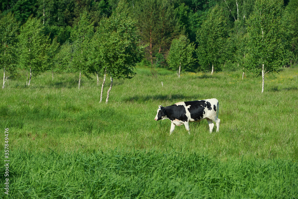 Dairy cows in the pasture