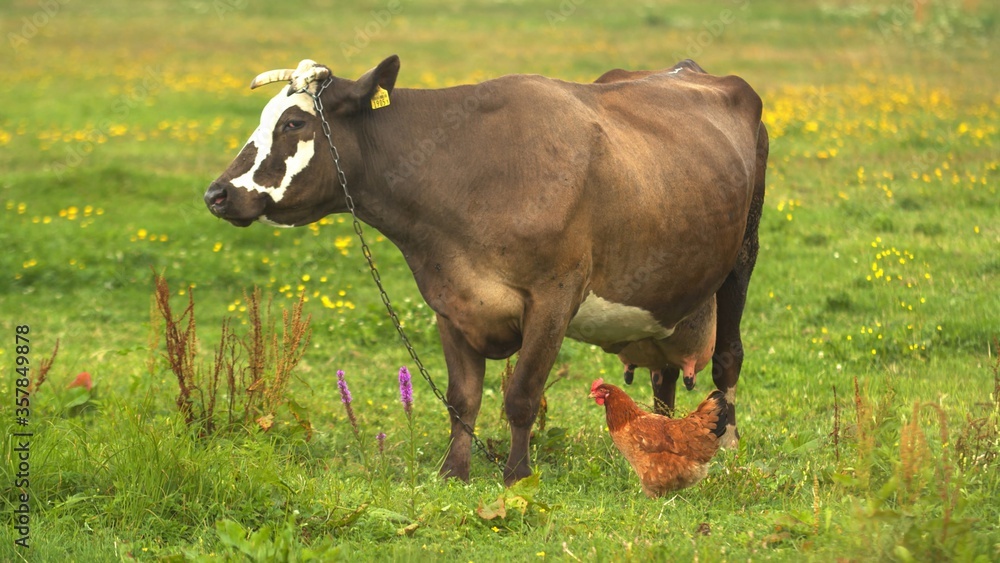 Diary Cow and Chicken on the meadow grassland. High quality photo
