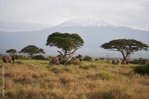  Amboseli - Big Five Safari -Kilimanjaro African bush elephant Loxodonta africana