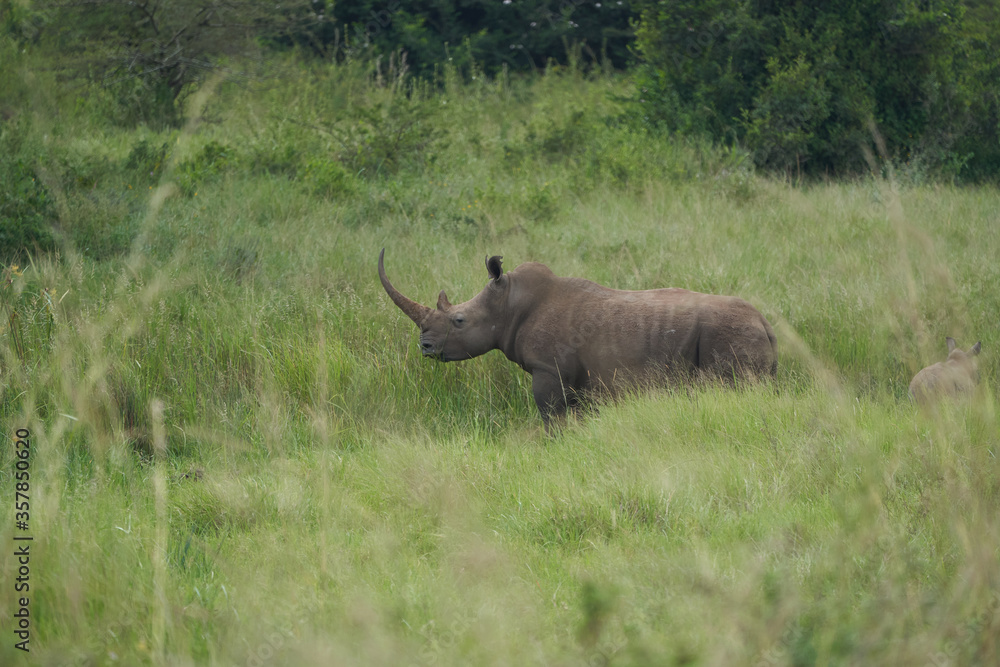 Rhino Baby and Mother- Rhinoceros with Bird Black rhinoceroshook-lipped rhinoceros Diceros bicornis Rhino Baby and Mother- Rhinoceros with Bird Black rhinoceroshook-lipped rhinoceros Diceros bicornis