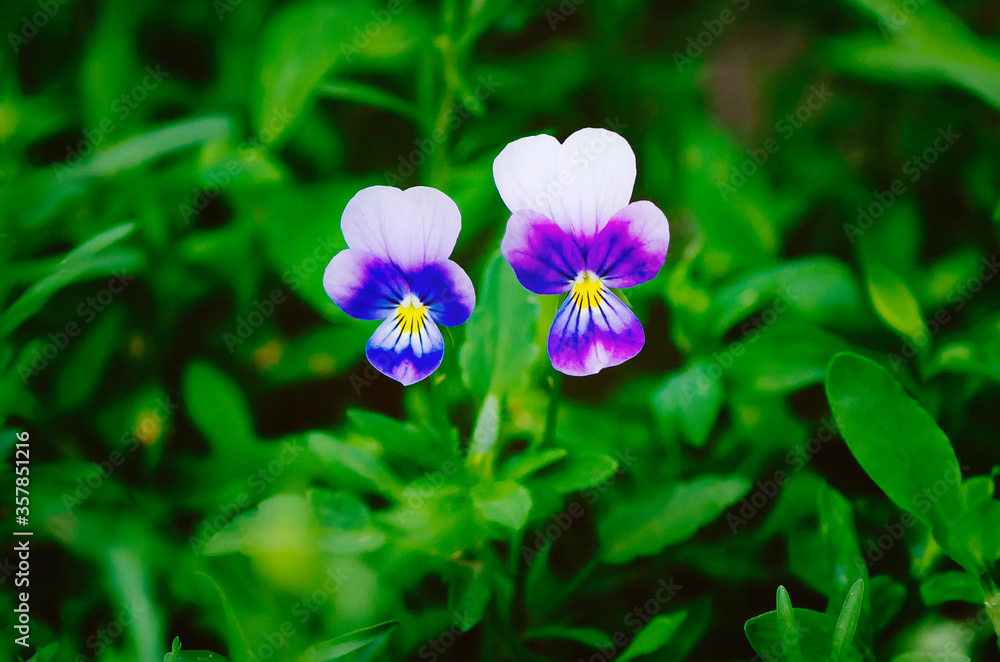 Two Beautiful flowers of viola tricolor in the garden. Two Beautiful flowers of viola tricolor in the garden.