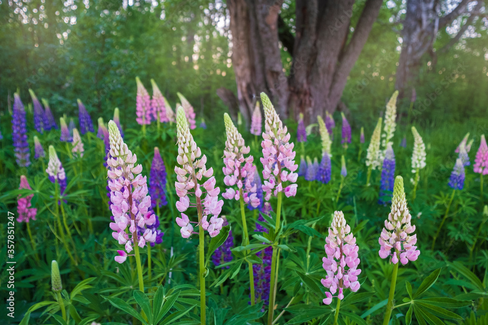 Obraz premium Beautiful wild pink Lupins flowers in the evening on the background of the forest.