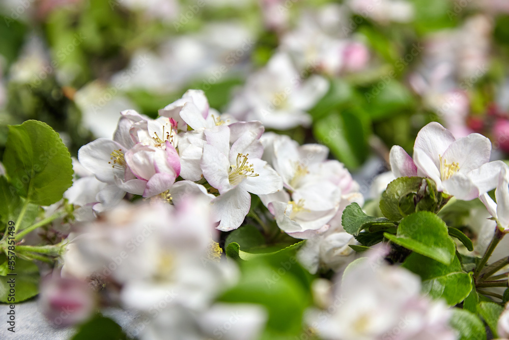 Obraz premium Spring flowers, apple tree branches with pink and white flowers and leaves on grey background, selective focus. Spring blossom