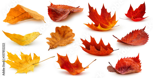 Isolated leaves. Collection of multicolored fallen autumn leaves isolated on white background photo