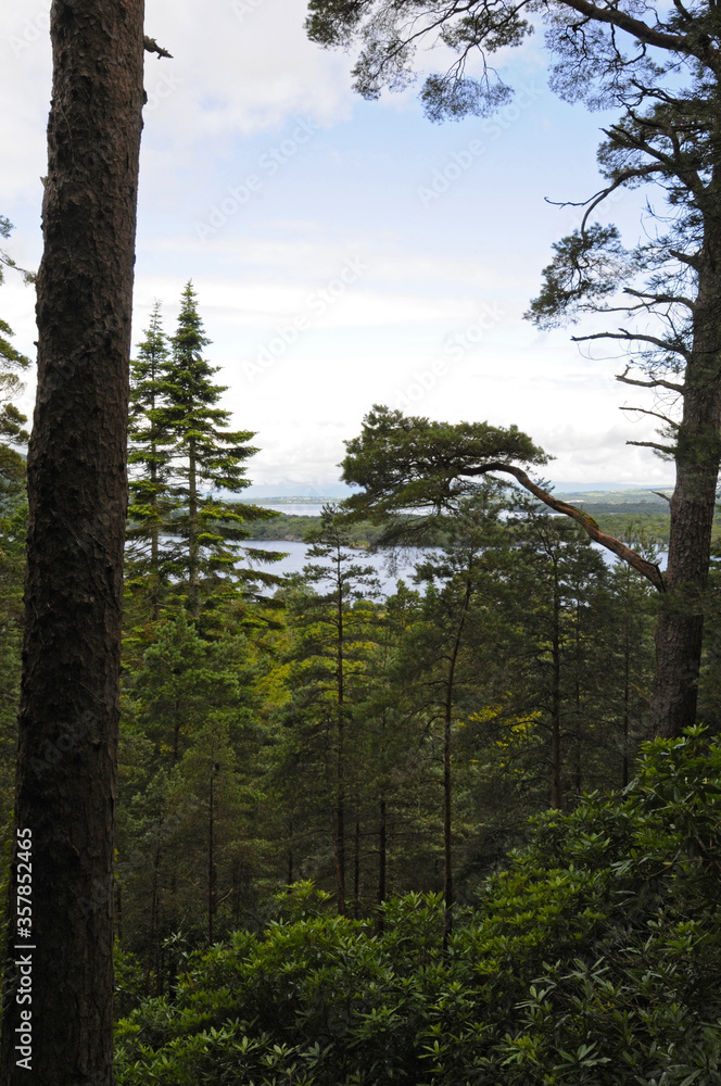 Vue ou panorama à travers les pins et les branchages, sur un petit lac côtié dans le parc national de Killarney dans le comté de Kerry en Irlande.